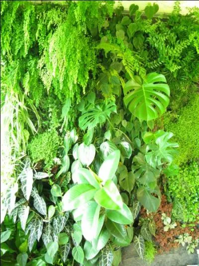 Cet été, certains ... ont souffert à cause de la canicule.