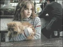 Comment s'appelle le chat d'Hermione ?