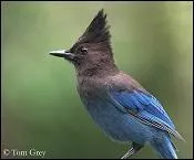 Jusqu'à quel âge peut-il vivre ?