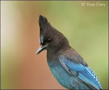 Que préfère-t-il manger ?