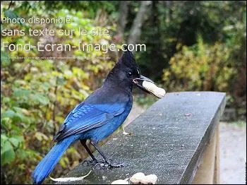 Le mâle ressemble-t- il à la femelle ?