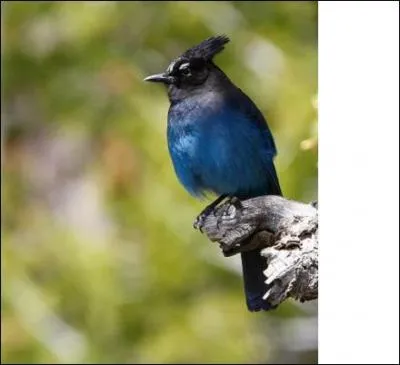 Quel est leur nom scientifique ?