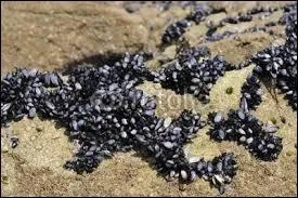 Par ici ! Vous pouvez voir Ferlie et Hippophile, occup&eacute;s &agrave; gratter sur les rochers avec des couteaux. Que semblent-ils prendre ?