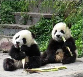 Aller au zoo - Quel parc animalier belge accueille Haohao et Xinghui, deux adorables pandas géants, depuis le 23 février 2014 ?