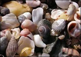 Si vous collectionnez des coquillages, vous &ecirc;tes un :