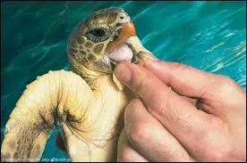 Vous collectionnez les tortues, ainsi vous &ecirc;tes un :