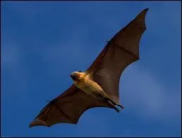 Dans quelles îles des Comores vit la roussette de Livingstone ? 
(qui n'est présente qu'aux Comores)