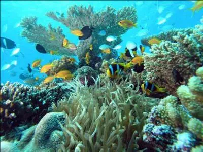 Quelle île est associée aux parcs marins ?