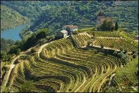 Combien de fois ce concours a-t-il été remporté par le Portugal ?