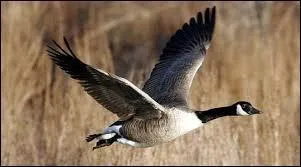 La bernache du Canada peut émettre...