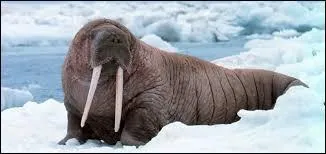 Quels sont la taille et le poids du morse ?