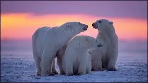 Les ours polaires sont...