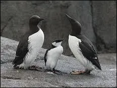 Où la femelle guillemot Troïl pond-elle son unique uf ?