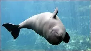 De quoi les bélugas se nourrissent-ils ?