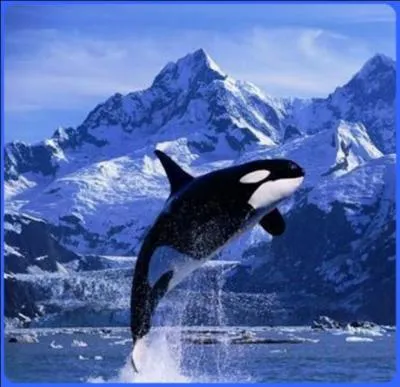 La nageoire dorsale du mâle épaulard peut atteindre...