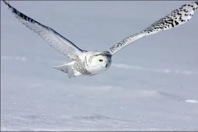 Quelle est la durée de vie moyenne d'un harfang des neiges en liberté ?