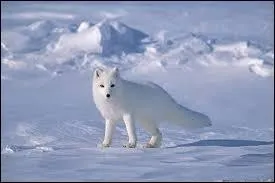 Quel est l'autre nom du renard polaire ?