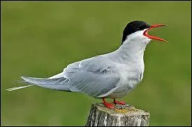 Quel animal est représenté sur l'image ?