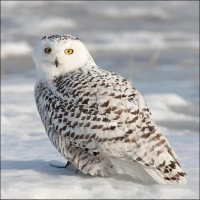 De quoi le harfang des neiges se nourrit-il généralement ?