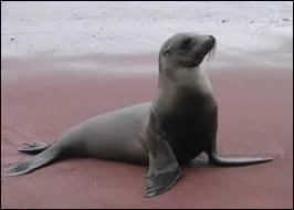 Regardez la photo et dites-moi si elle représente un phoque moine, une otarie ou un léopard de mer !