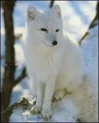 Concernant le renard arctique, laquelle de ces propositions est vraie ?