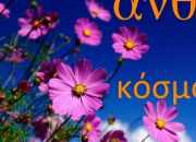 Quiz Les fleurs parlent grec