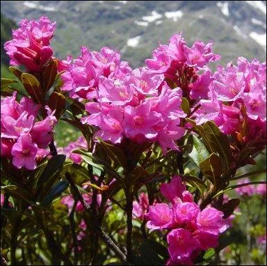 Le nom de cette plante désignait autrefois l'oléandre ou laurier-rose. Il est formé à partir de deux mots grecs signifiant « rose » et « arbre ».