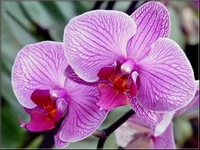 La forme de la racine de cette plante rappelle, paraît-il, celle d'un testicule. Quant à la racine grecque de son nom, elle signifie bien « petit testicule ».