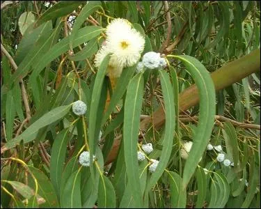 Les sépales de cette plante présentent la particularité d'être soudés aux pétales, d'où le nom de ce végétal, tiré du grec et signifiant « bien enveloppé ».