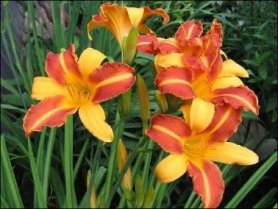 Les fleurs de cette plante se renouvellent chaque jour. Comme elles sont belles, cette plante a été appelée « beauté du jour ». En prenant deux racines grecques, cela donne :