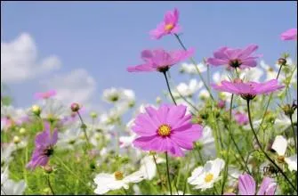 Les fleurs de cette plante sont si décoratives qu'on l'a appelée d'après le mot grec signifiant « ornement » ou « parure ».