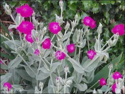 Le calice de la fleur de cette plante rappelle la forme d'une lampe. Elle a donc été nommée d'après le mot grec signifiant« lampe ».