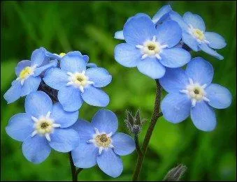 Le nom de cette plante signifie « oreille de souris » en raison de la forme de ses feuilles.