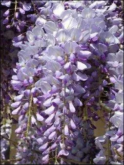 Le nom de cette plante est formé à partir d'une racine signifiant « doux, sucré » en raison d'un principe mucilagineux qu'elle contient.