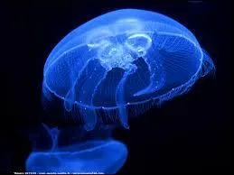 Vous pouvez voir des méduses nommées "Aurélie" dans cet Océarium.