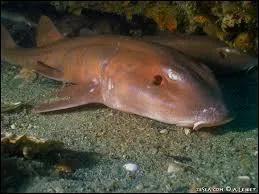 En avril 2015, des requins _____ sont nés.