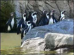 En 1994, ils ont construit un bassin pour accueillir une colonie de...