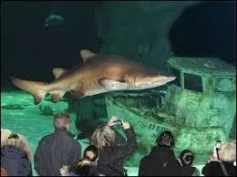 En 2012, L'Océarium fête ses 10 ans.