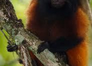 Quiz Les primates (4) - Le tamarin-lion  face noire