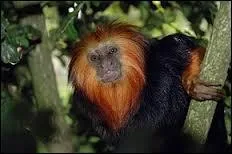 Qu'est-ce qui menace la survie de cette esp&egrave;ce ?