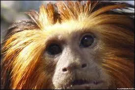 En 2002, combien d'individus restait-il dans la nature ?