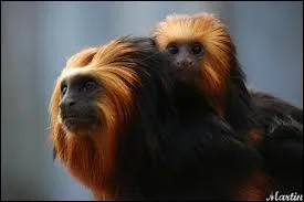 Dans quel pays appelle-t-on ce singe &laquo; carinha preta &raquo; ?