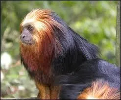 O&ugrave; ce singe vit-il ?