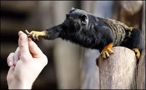 Le tamarin-lion &agrave; face noire :