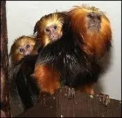 Qu'en est-il de la hauteur minimale ?