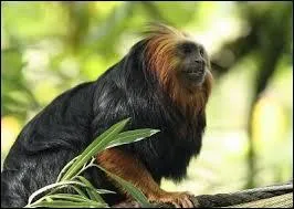 En g&eacute;n&eacute;ral, combien d'individus un groupe compte-t-il ?