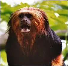 Quand les petits naissent-ils ?