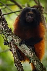 Quiz Primates