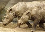 Quiz Animaux asiatiques (4) - Le rhinocros de Sumatra