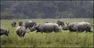 Trouvez la durée de la gestation du rhinocéros de Sumatra !